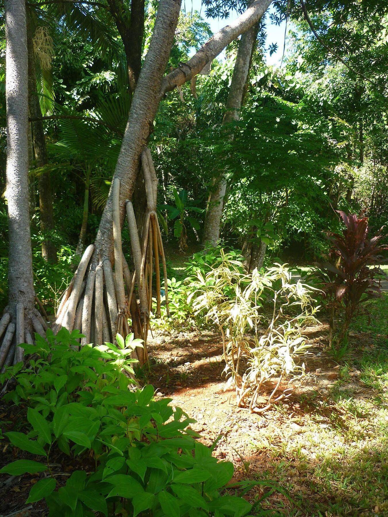 Ferntree Rainforest Lodge Cape Tribulation Extérieur photo